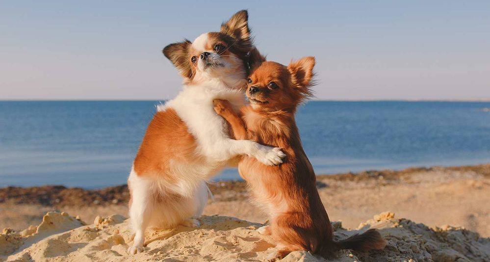hugs.jpg